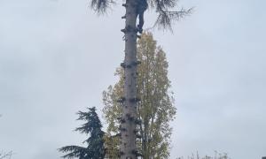 elagage arbre à Meudon