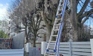 abattage arbre  Marcoussis