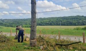 Abattage d'arbres
