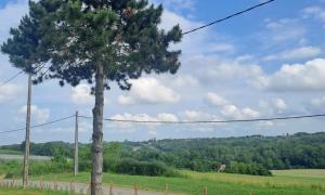 Abattage d'arbres