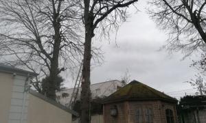 elageur 1