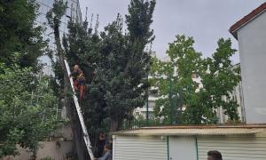 Abattage Montrouge
