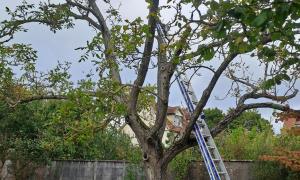 Abbatage d'un noyer 