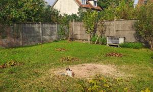 Abbatage d'un noyer 
