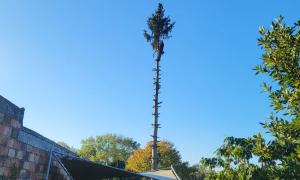 Abattage sapin à Saint-Michel-sur-Orge