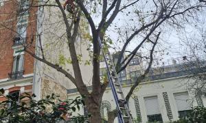 Élagage d'arbre 