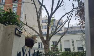 Élagage d'arbre 