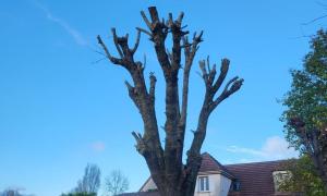 Élagage d'arbre 