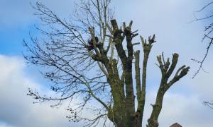 Élagage d'arbre 
