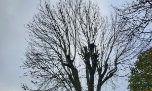 Élagage d'arbre 