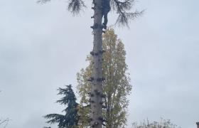 elagage arbre à Meudon