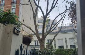 Élagage d'arbre 